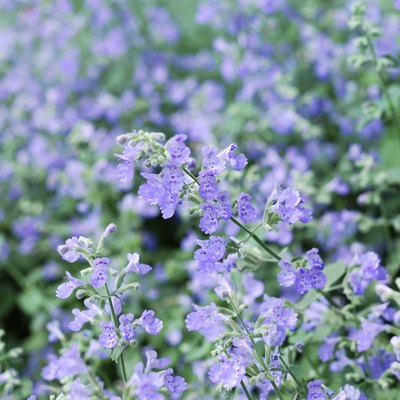 Catmint garden