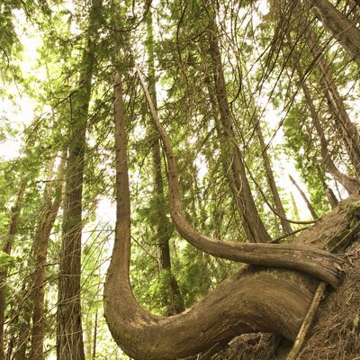 Curved tree trunks
