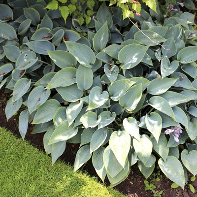 Image of silver hosta plants in shady garden border, herbaceous