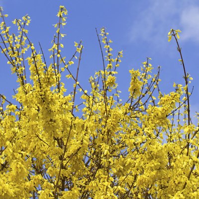 Blooming Forsythia