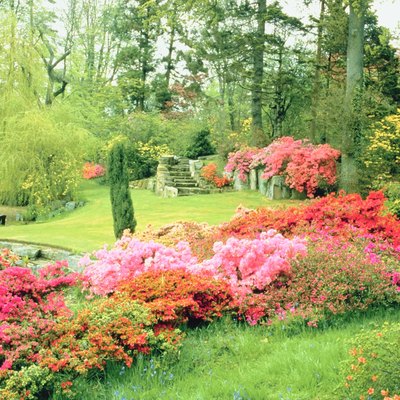 Flowers in lush garden