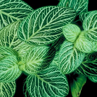 Fittonia foliage