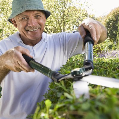 Man trimming hedges with shears