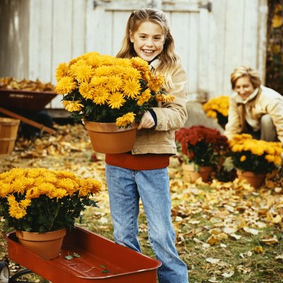 Smiling Young Girl Stands in Her Garden Holding a Pot of Chrysanthemums, Her Mother in the Background