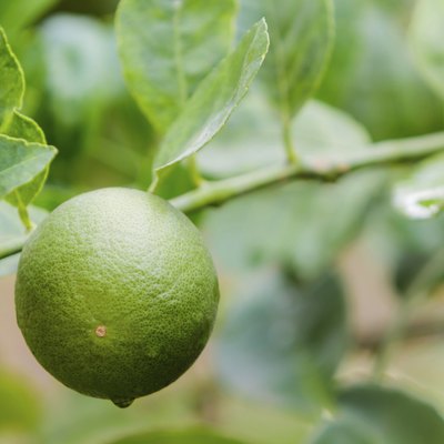Green lime