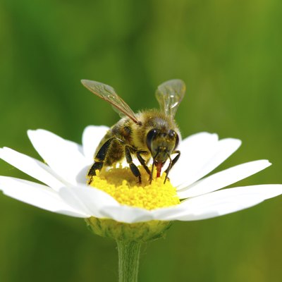 Bee