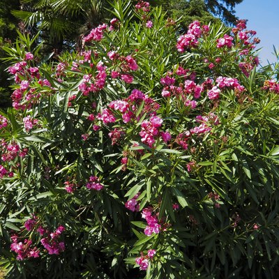 Pink oleander