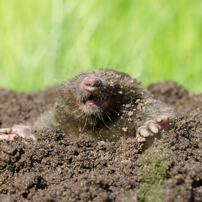Mole head in soil.