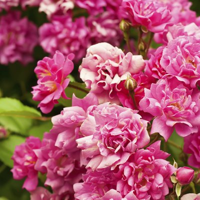 Peony flowers