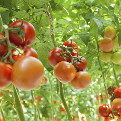 tomatoes
