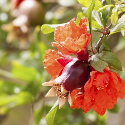 Pomegranate with flowers