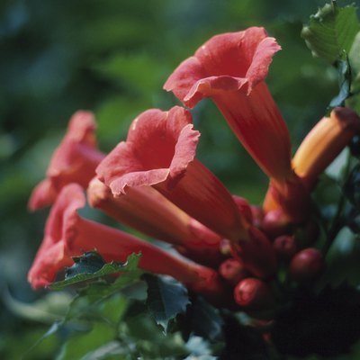 Close-up of red trumpet vine