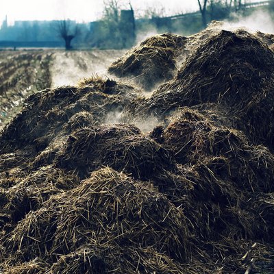 Heap of steaming cow-dung