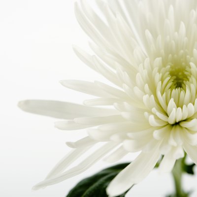 White flower