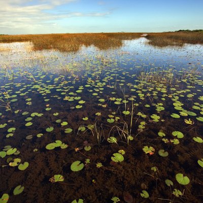 Marshland with lily pads in the Florida Everglades