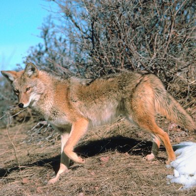 Coyote