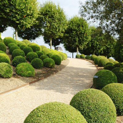 Boxwood in Amboise