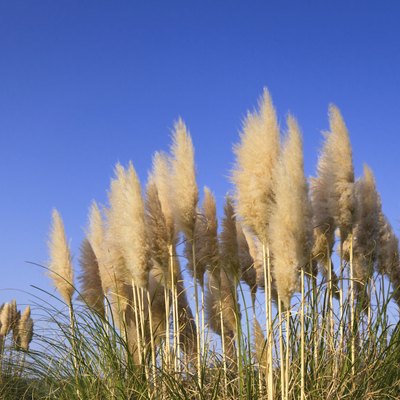 Pampas Grass