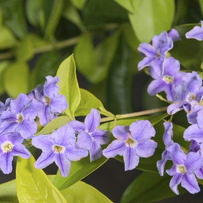 Duranta Erecta flowers
