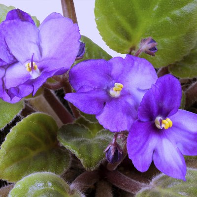 Closeup of Blue African Violet Flowers and Green Leaves