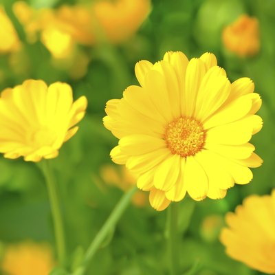 Marigold flowers