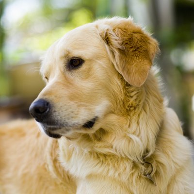 Portrait of Golden Retriever