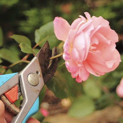 Cutting of an old pink rose with a secateur
