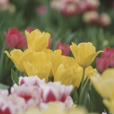 Blooming tulips