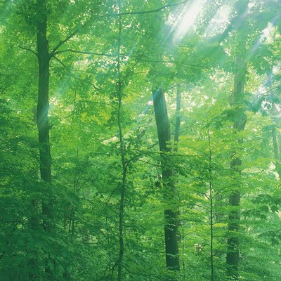 Forest with sunlight filtering through