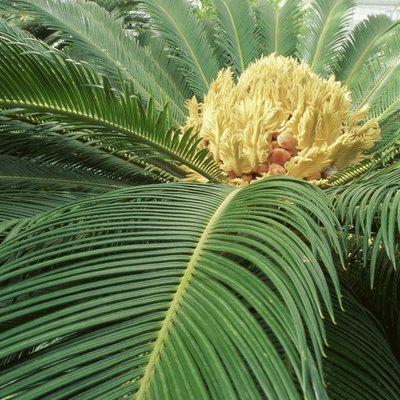 Close-up of Sago Palm