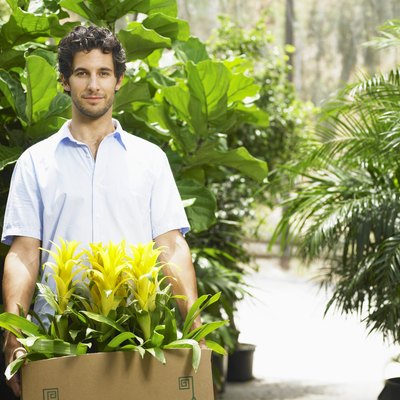 Young man shopping for plants in greenhouse