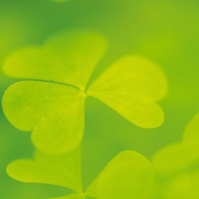 Close-up of clover