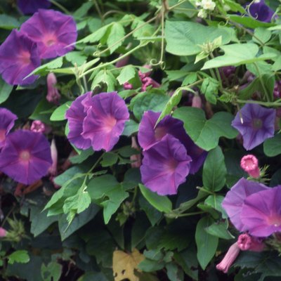 Morning glory