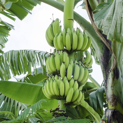 Bunch of bananas
