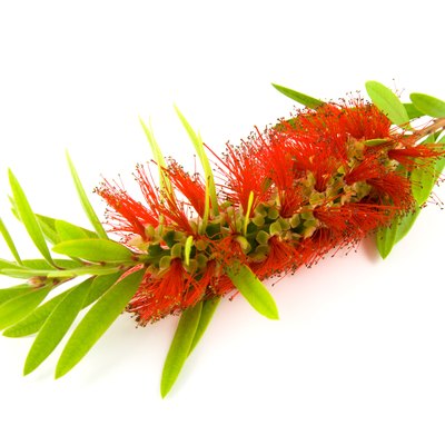 Single Bottlebrush Bloom