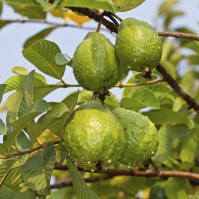 guava fruit