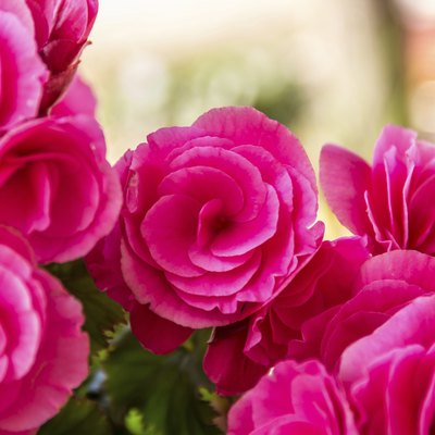Beautiful flower Pink begonia