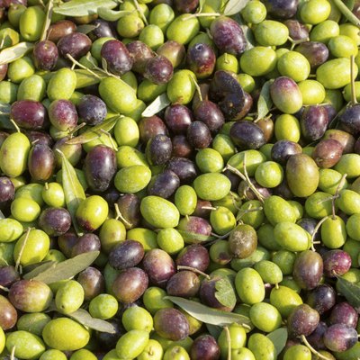 How To Grow An Olive Tree From A Seed Hunker