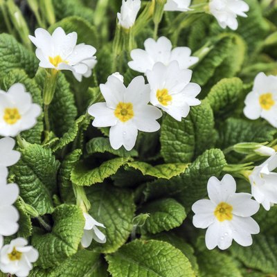 Primroses