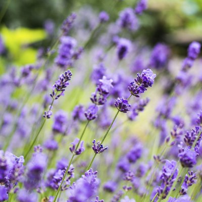 Lavander flowers close up