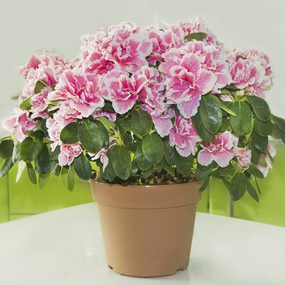 Azalea