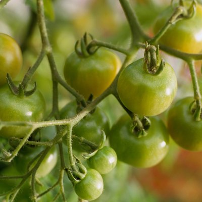 Green Tomatoes