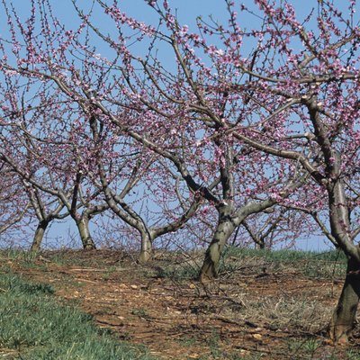 Flowering peach orchard, early Spring, Georgia, USA