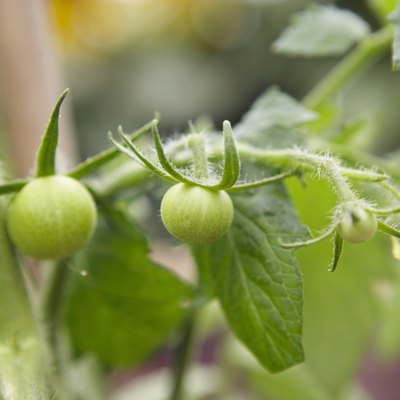Green tomatoes, buds and flowering, close up
