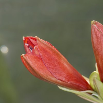 Rote Amaryllisbluete