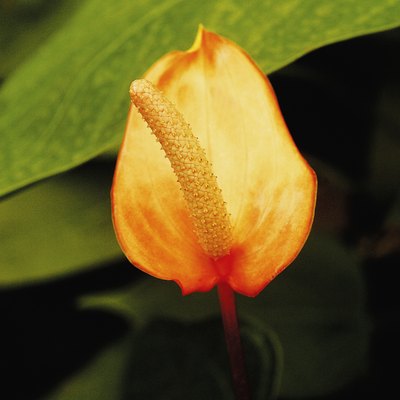 Anthurium, close-up