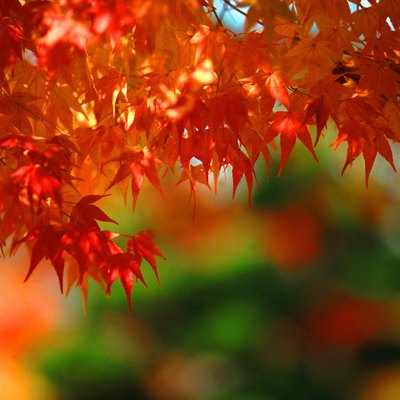 Autumn leaves (differential focus)