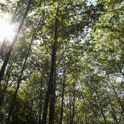 Sunlight coming through forest canopy.