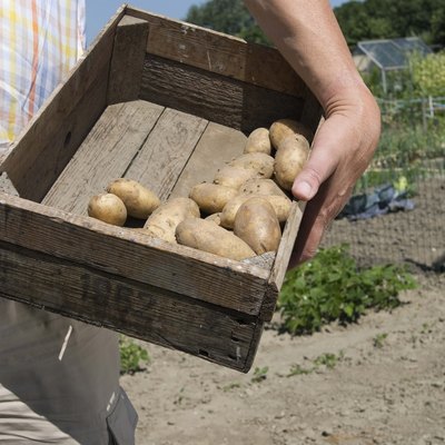 Crate of potatoes