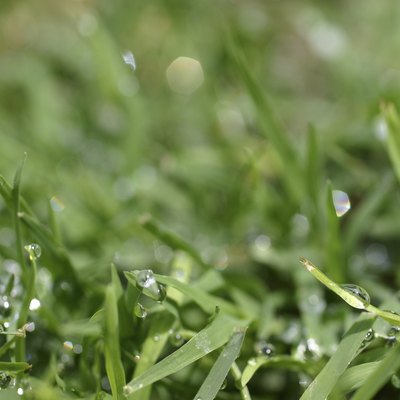 Close up Grass with Dew